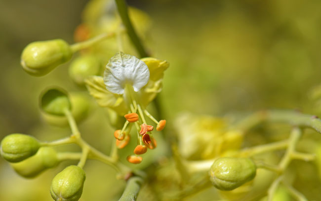 Yellow Paloverde has showy yellow flowers about 1 inch across that bloom from April to May. Parkinsonia microphylla